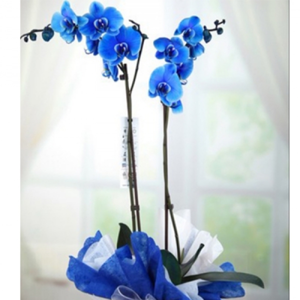  Antalya Çiçekçiler Çift Dallı Mavi Orkide